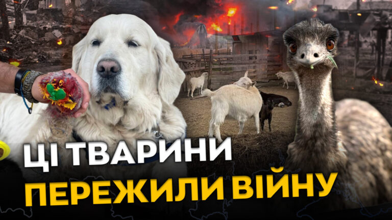 Ферма «Зелений гай» під Дніпром рятує евакуйованих тварин