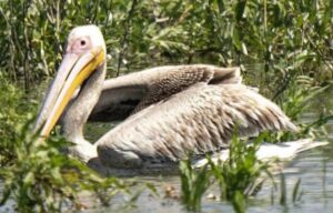 Рожевий пелікан повернувся на Хортицю після 90 років відсутності
