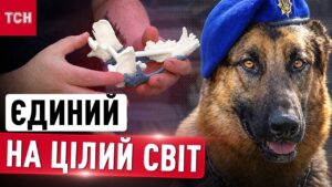 У Дніпрі службовому псу встановили титанову щелепу після поранення