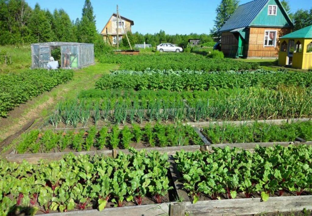 Що можна посадити на городі в червні: повний перелік скоростиглих культур