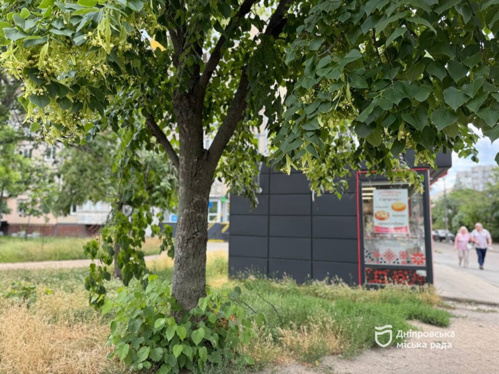 До 1700 грн штрафу: у Дніпрі нагадали про обов’язковий покіс трави