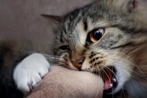 Чому не можна гладити незнайомих тварин: важливі правила безпеки