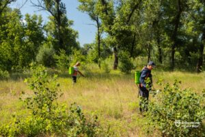У Дніпрі лікуюють амброзію безпечною речовиною