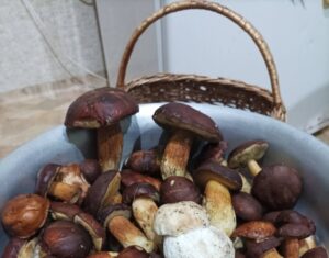 Ідеальний час для збирання грибів у Дніпропетровській області