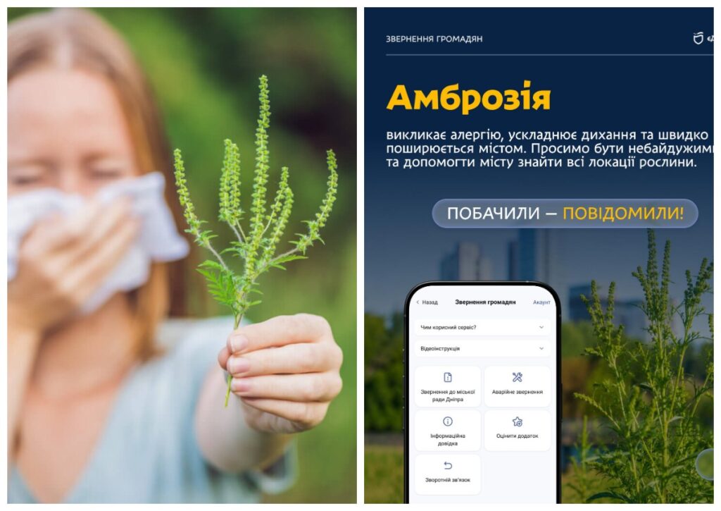 Дніпровців просять повідомляти про амброзію через застосунок «єДніпро»