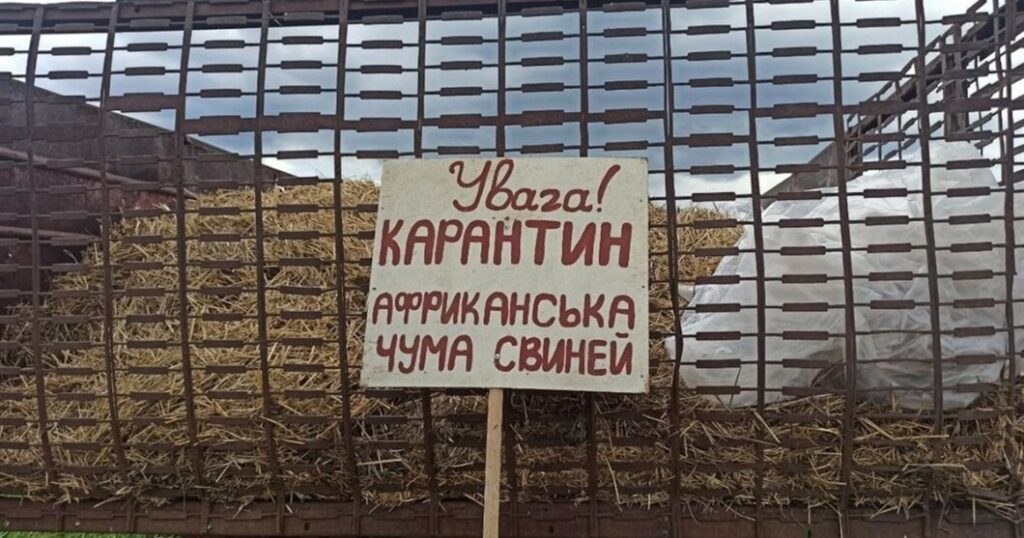 Новий спалах африканської чуми свиней у Криворізькому районі