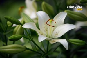 23 липня: важливі дати, церковне свято та народні прикмети