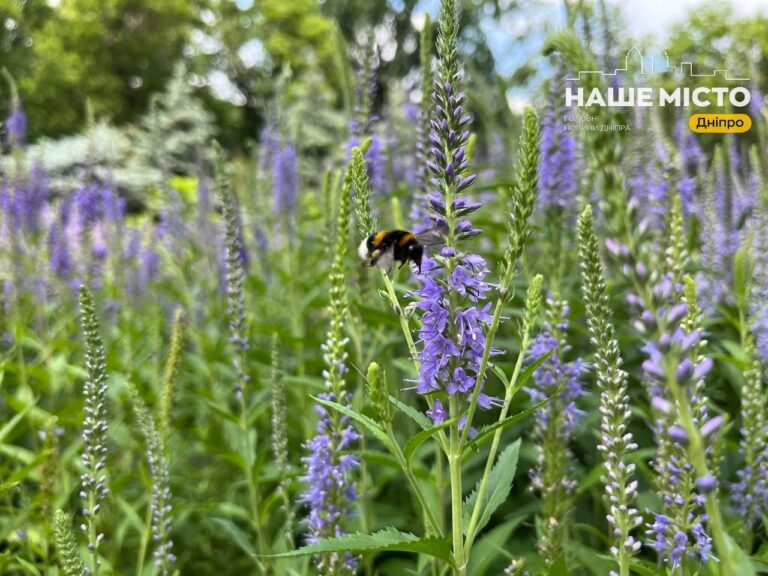 Свято 6 липня: історія, прикмети та народні забобони