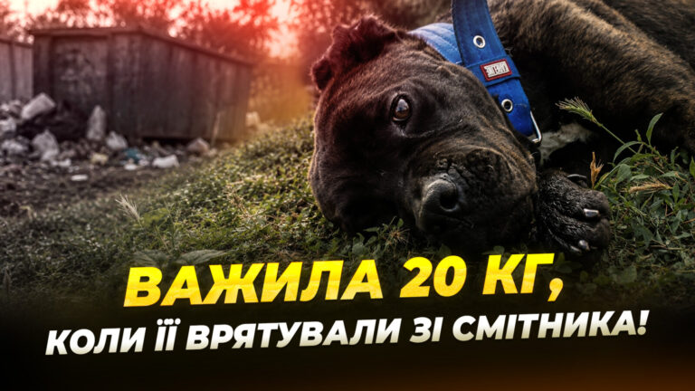 У Дніпрі зооволонтерка врятувала собаку з Кривого Рогу