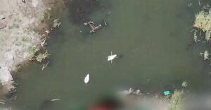 У Каховському водосховищі знову помітили рожевих пеліканів