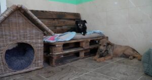 Поблизу Дніпра відкрили хоспіс для літніх собак