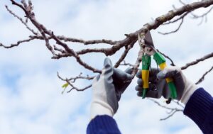 Обрізка рослин у серпні: поради для садівників Дніпра