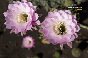 Свята та прикмети 27 серпня: що варто знати дніпрянам