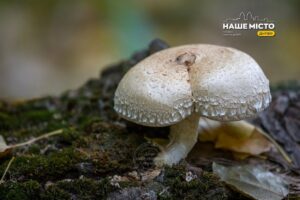Заборона на відвідування лісів на Дніпропетровщині діє під час грибного сезону 2026